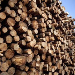 Logs of wood and pine cut in a forest